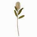 Banks Banksia Floral Stem